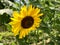 TheÂ closeup view of sunflowerÂ (Helianthus annuus)